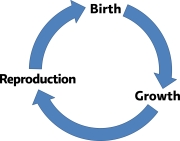 Disciple Life Cycle